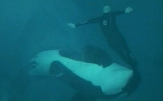 Killer whale drags trainer under water for 15 minutes
