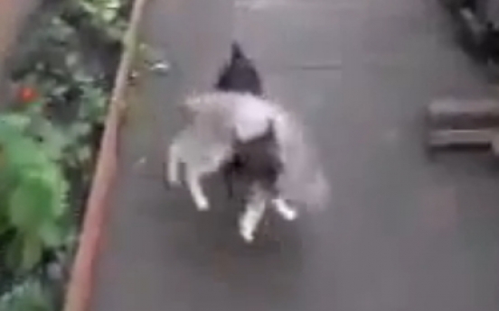 Cat hitches a lift on dog's back
