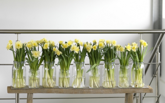 Diggin’ in: It’s time for daffodils
