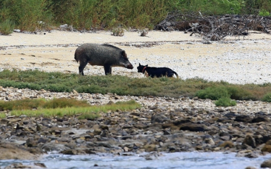 Boar war: Korea struggles to deal with wild pigs