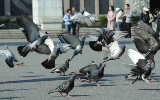 Korea grapples with health risks, damage from city pigeons