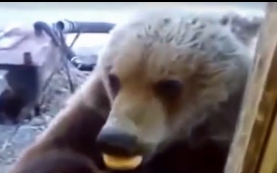 (동영상) 야생 곰과 과자 나눠 먹는 남자 ’화제‘