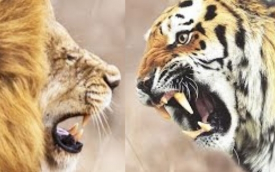 (영상) 사자 vs 호랑이 정면승부, 최후의 승자는?