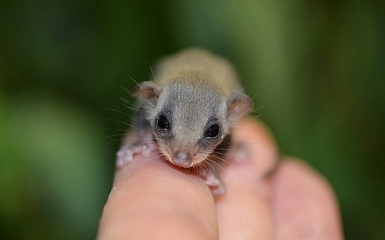 [사진]‘쌀알 절반 크기’ 세상에서 제일 작은 다람쥐 공개