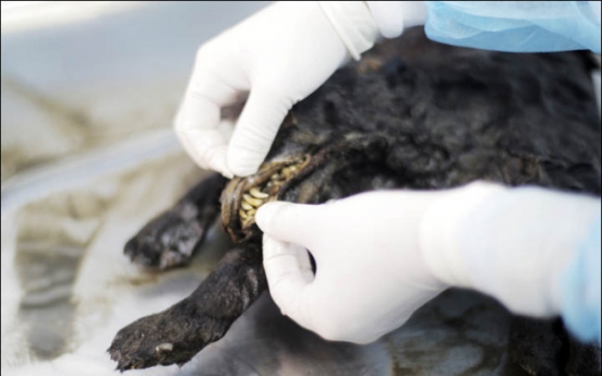 1만 2400년 전 ‘강아지 미라’ 발견...‘이빨까지 그대로’