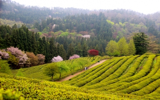 [Weekender] Tea fields in Boseong beckon with natural green splendors