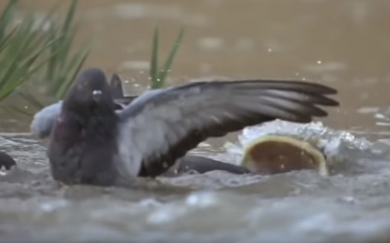 비둘기 먹는 메기 영상 58초에....'대박'
