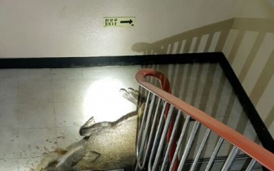 Wild boar spotted in apartment building, shot to death
