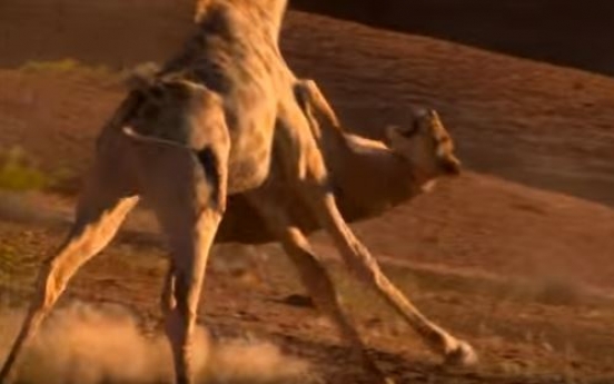 [영상] 기린, 밟고보니 사자...'열받은 맹수'