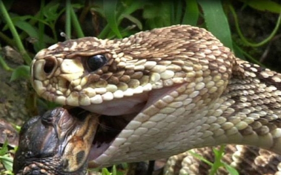 (영상) 거대 악어 삼키는 뱀 ‘놀라워’