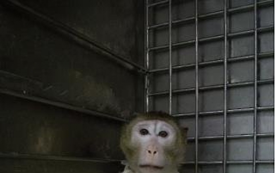 Monkey survives for record 51 days after pig-heart transplant