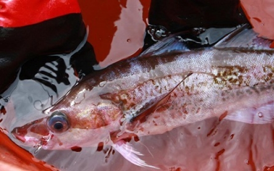 Near-extinct fish returns to Korean waters
