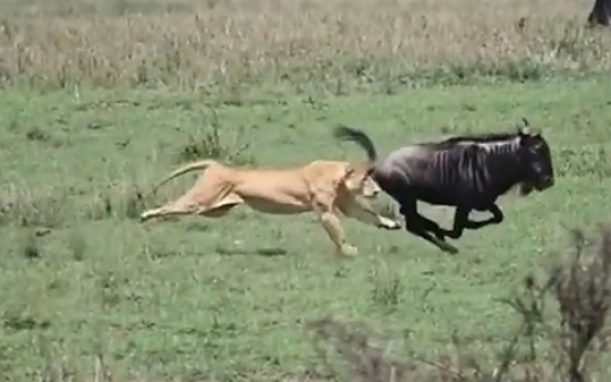 (영상) 사자, 누에 발톱 꽂는 순간...세렝게티 야성
