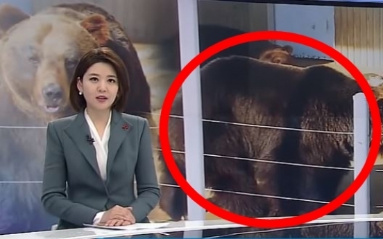 (영상) 곰한테 당한 사자...‘의문사’ 해외 폭로