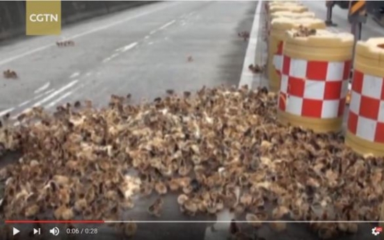 (영상) 고속도로에 뿌려진 수백마리 병아리