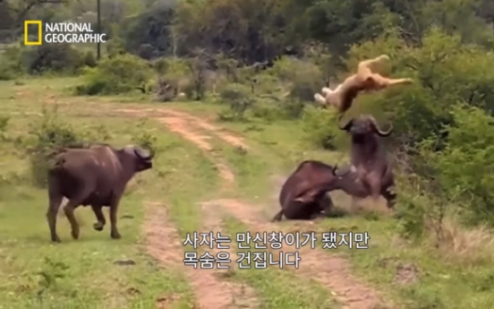(영상) 귀싸대기 맞은 사자 '세렝게티 창공을 날다'