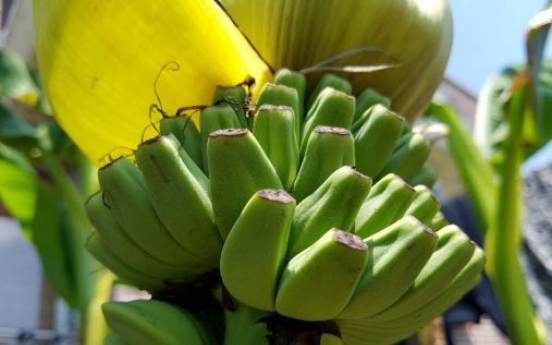 온난화 한국, ‘바나나 재배국’ 되나