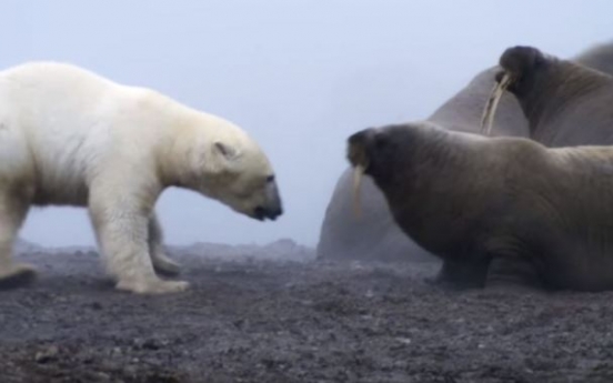(영상) 북극곰의 초라한 공격...'초췌한 몰골'