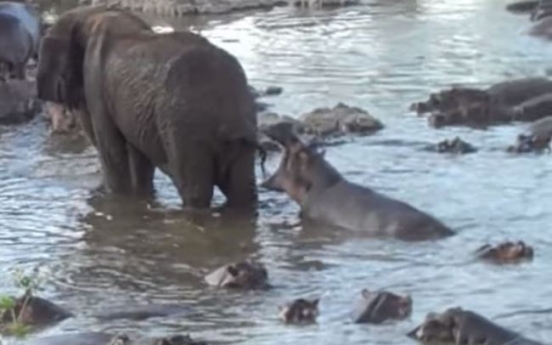 (영상) 코끼리 발에 맞은 하마 두개골이...