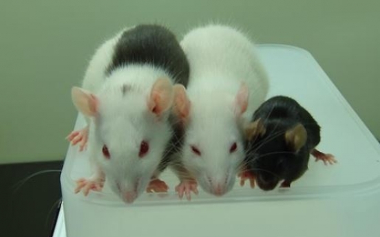 Scientists discover method to identify 'gambling rats'