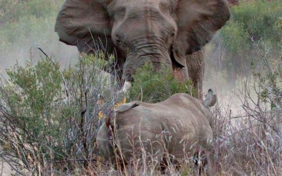 코끼리, 새끼 앞에서 어미코뿔소 짓밟다