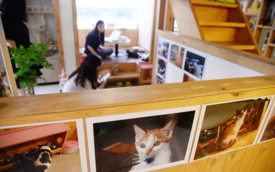 [Weekender] Special cafe for rescued cats offers chance for adoption