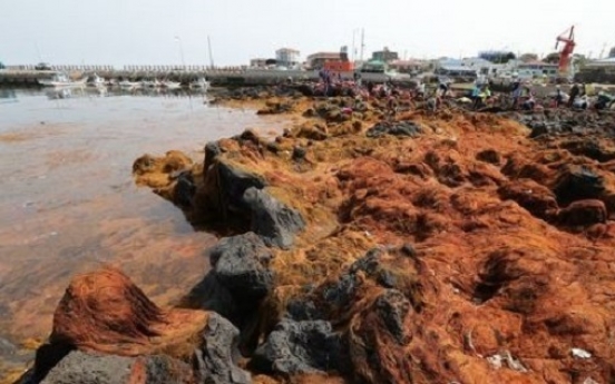 Invasive seaweed off Jeju originates from China: report