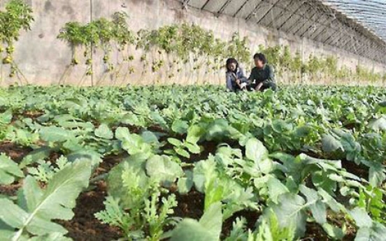 Caritas builds 10 greenhouses in North Korea: report