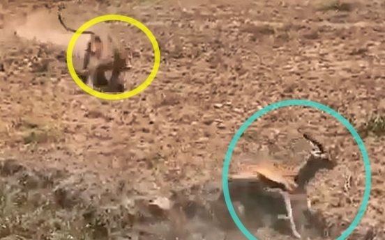 (영상) 사자에게 쫓기던 가젤, 순간의 패착… 참담한 결과