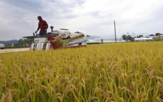 Korea to give rice aid to developing nations