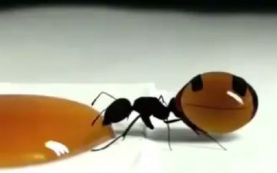 (영상) ‘꿀 먹은’ 개미 ‘기가 막혀’