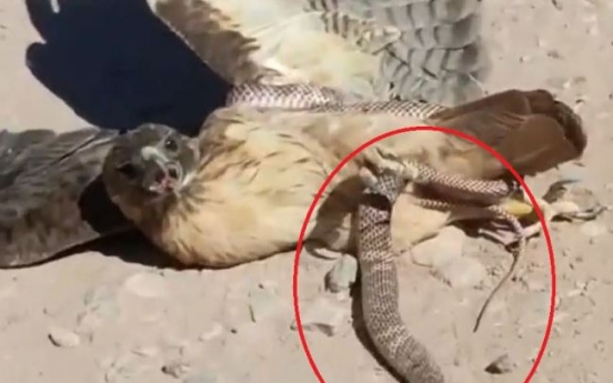 (영상) 뱀과의 사투 벌이는 새 한 마리