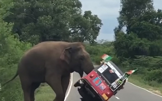 차량 습격한 코끼리... '공포'