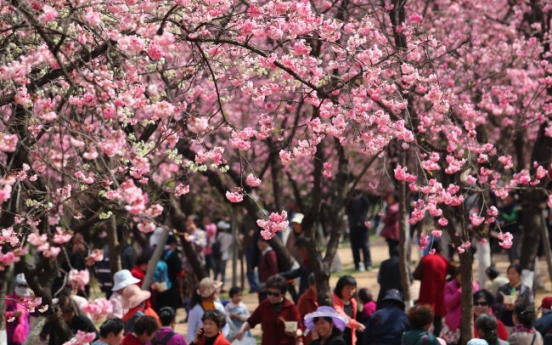 Cherry blossom most soothing among spring flowers: study
