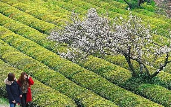 S. Korea's Hadong named FAO agricultural heritage system for tea-growing method
