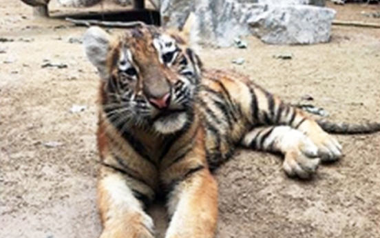 4 Siberian tiger cubs shown to public after being born in May