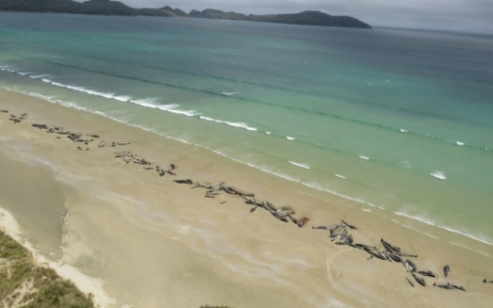 145 whales die on remote New Zealand beach