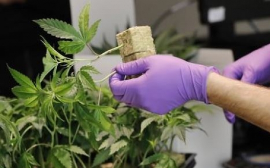 Imports of medical cannabis to be allowed next month