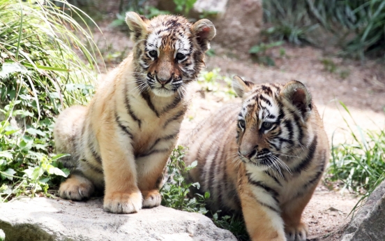 [Photo News] Tiger family at S. Korean amusement park