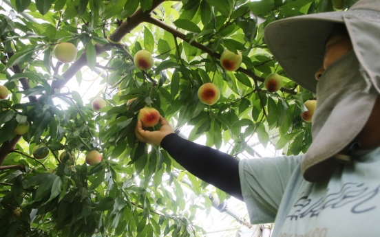 [Photo News] Harvesting peaches in Wansan