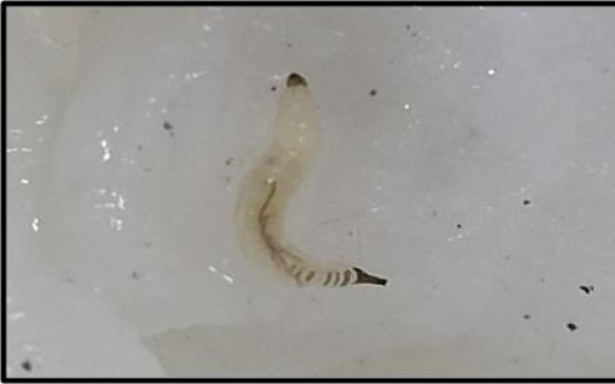 [Newsmaker] Larvae found in 7 water-purifying facilities