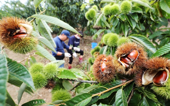 [Photo News] Chestnut picking in Gongju