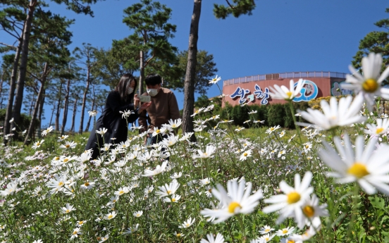 [Photo News] Korean daisies bloom in cool weather