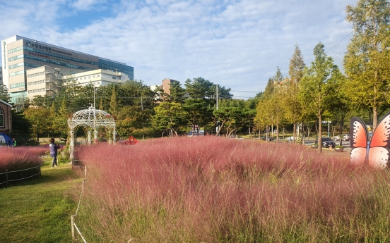 [Photo News] Pink muhly grass surrounds Pohang City Hall
