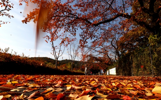 [Photo News] Autumn covers Seoul Grand Park in colorful leaves