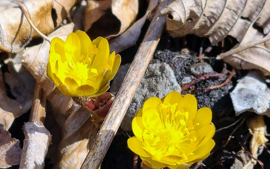 [Photo News]  Flowers draw attention as spring arrives