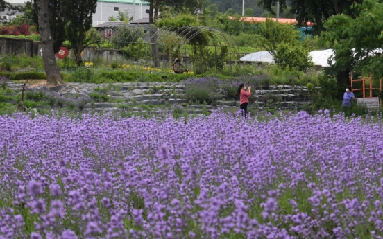 [Photo News] Lavender flowers paint Korea purple