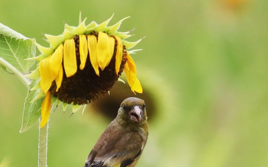[Photo News] Goldfinch enjoys sunflower seeds amid summer heat