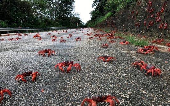 [Photo News] Red crabs preparing for winter
