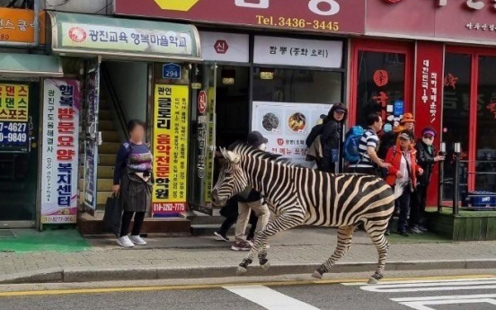 Zebra captured some 3 hours after escaping from Seoul zoo